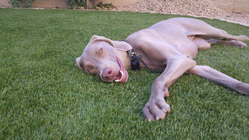 Why Is Artificial Grass Good for Pets?