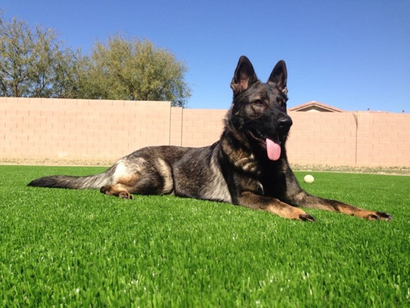 4 Reasons Why You Should Install Artificial Grass for Your Pet